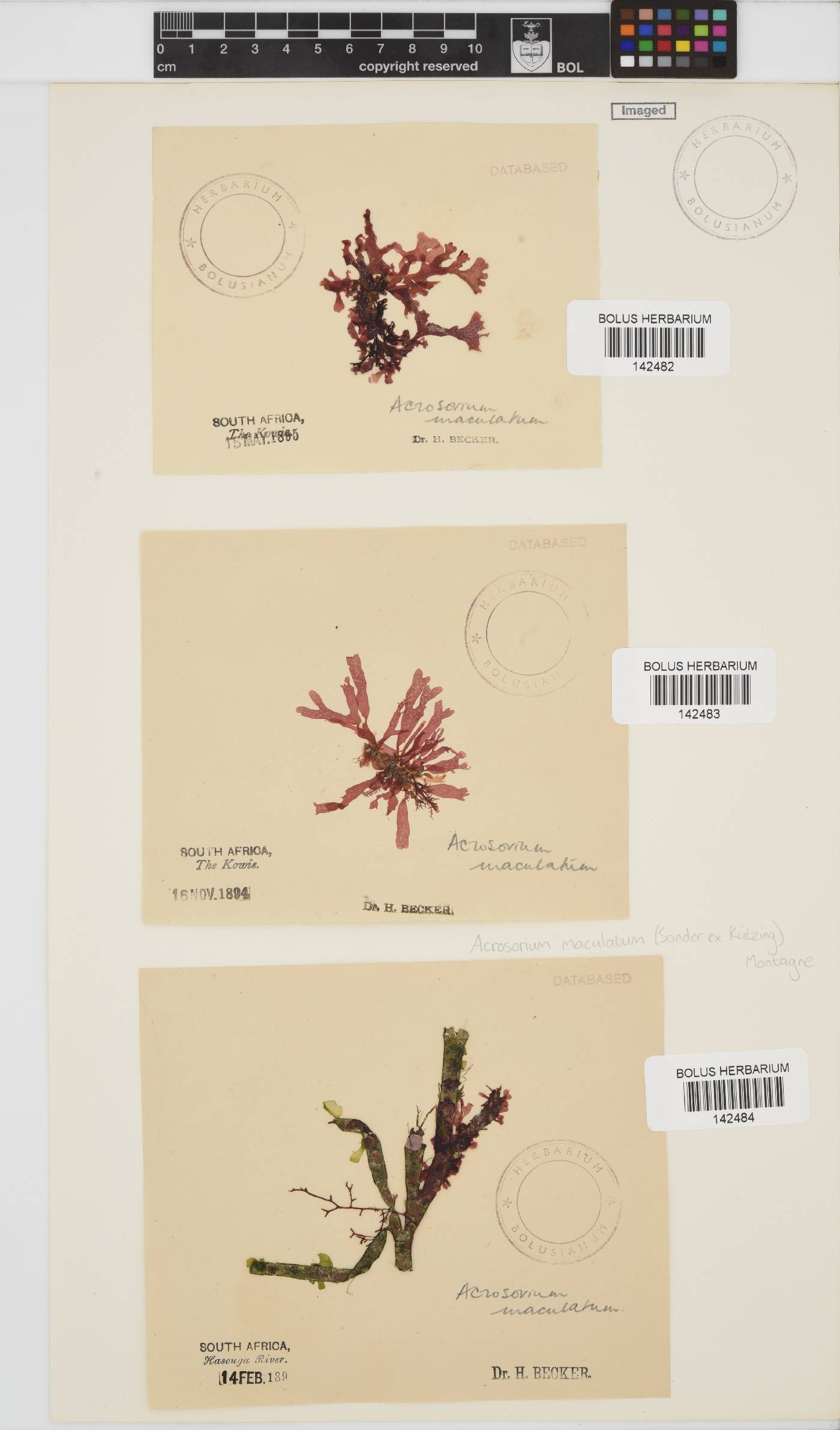 Acrosorium image