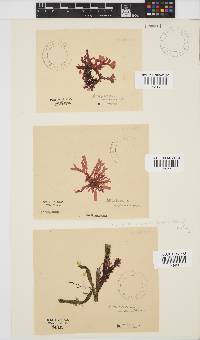 Acrosorium maculatum image