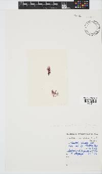 Acrosorium maculatum image