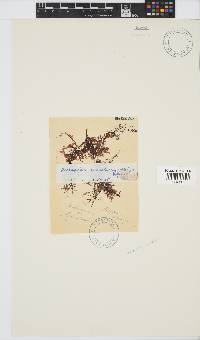 Acrosorium maculatum image