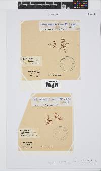 Acrosorium maculatum image