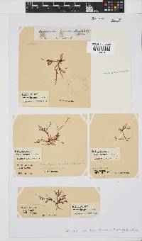 Acrosorium maculatum image