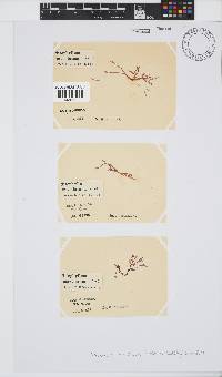 Acrosorium maculatum image