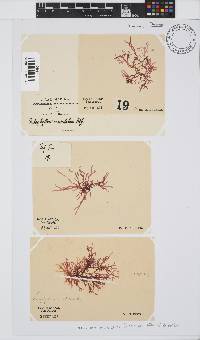 Acrosorium maculatum image