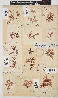 Acrosorium maculatum image