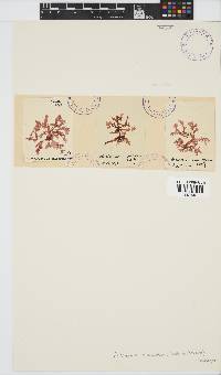 Acrosorium maculatum image