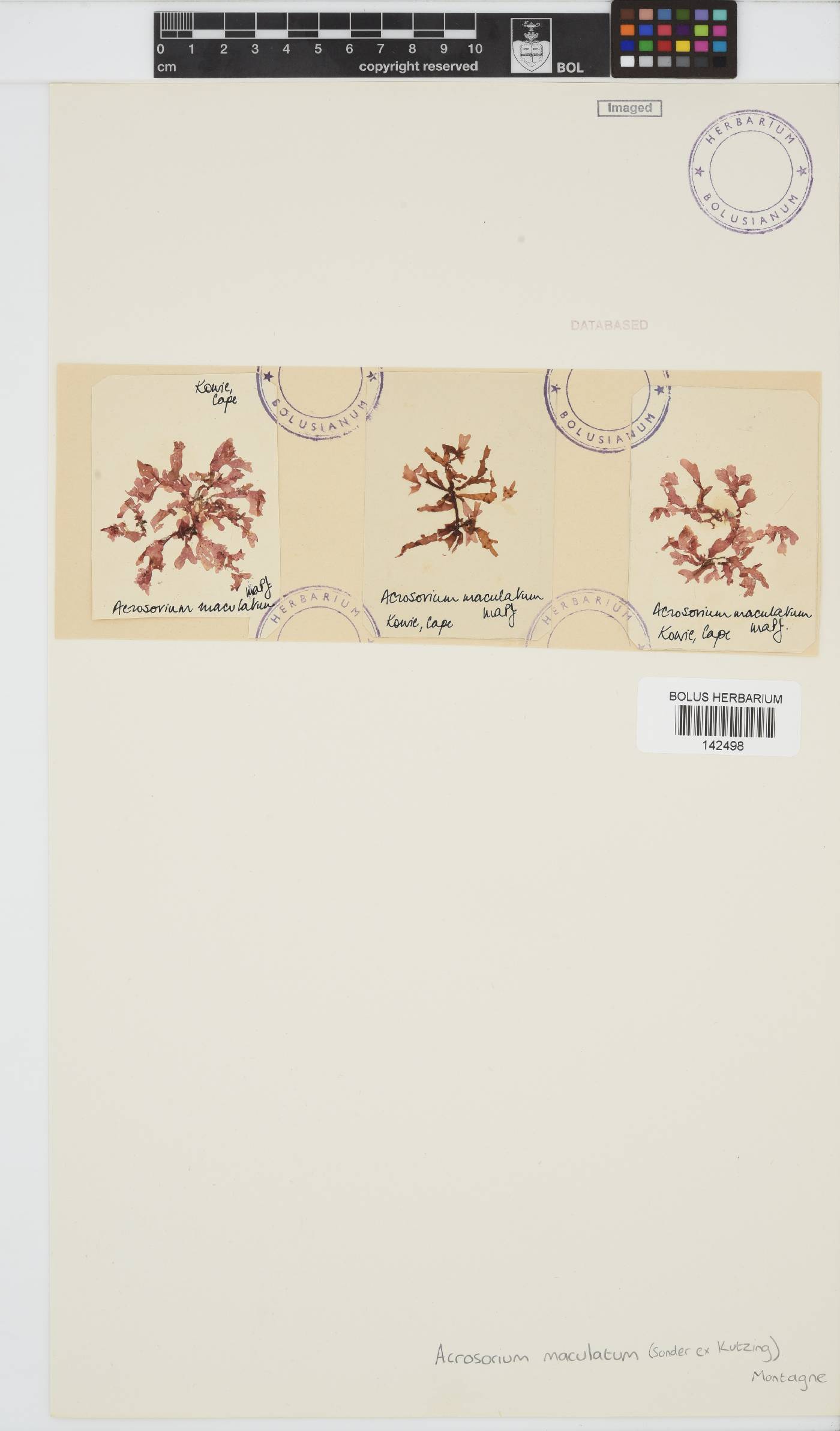 Acrosorium maculatum image