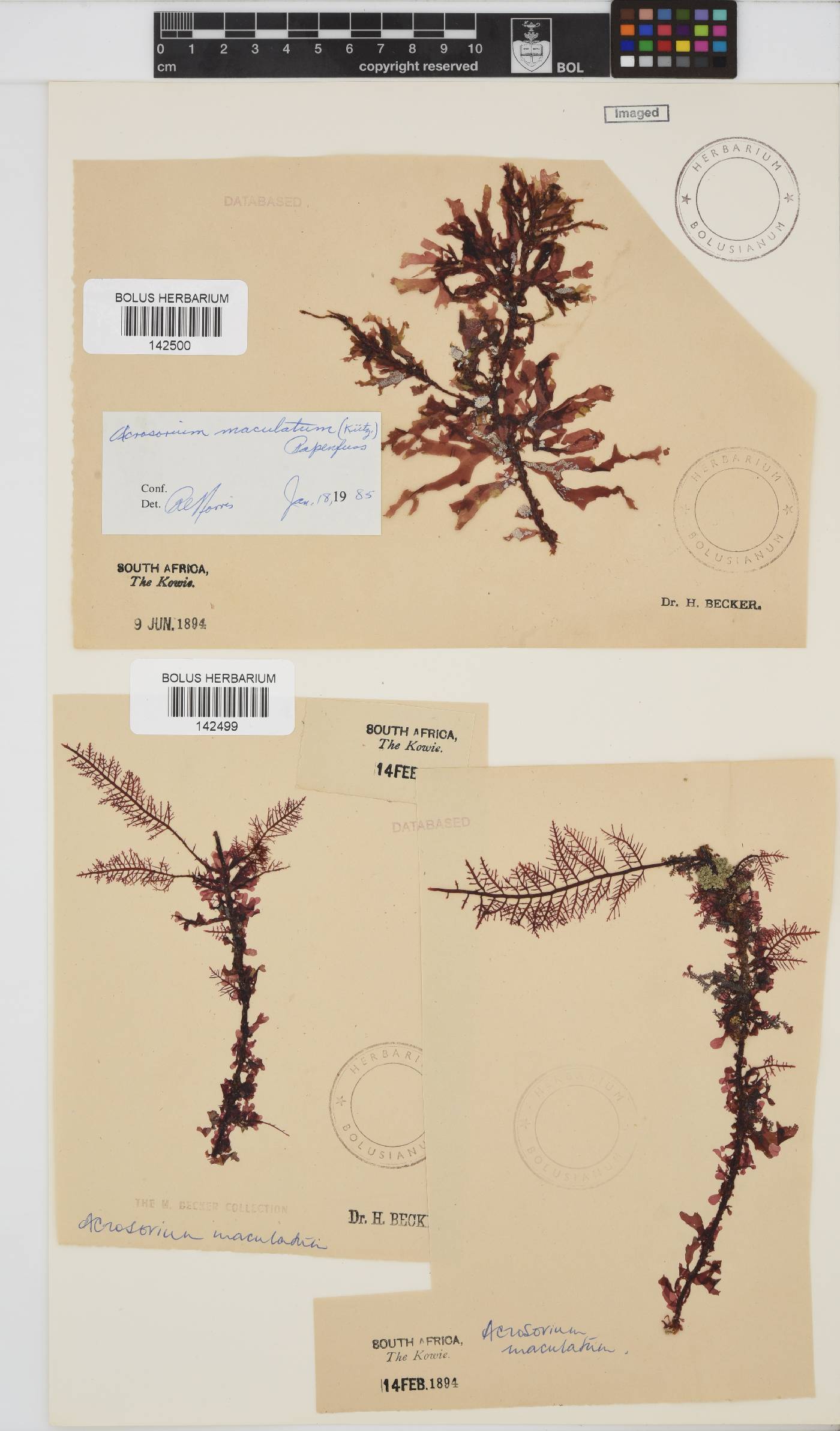 Acrosorium maculatum image