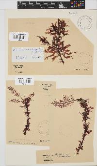 Acrosorium maculatum image