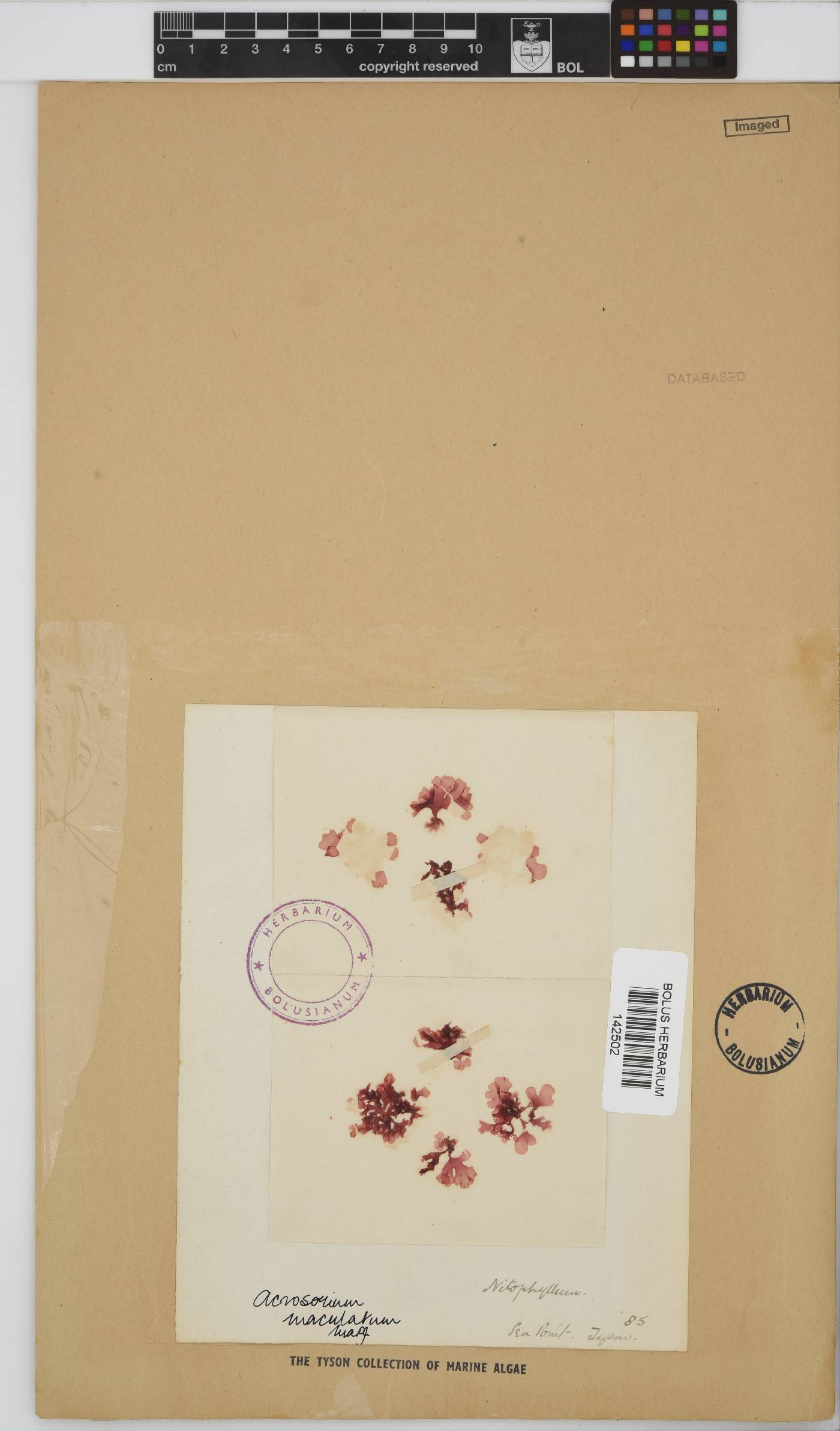 Acrosorium image