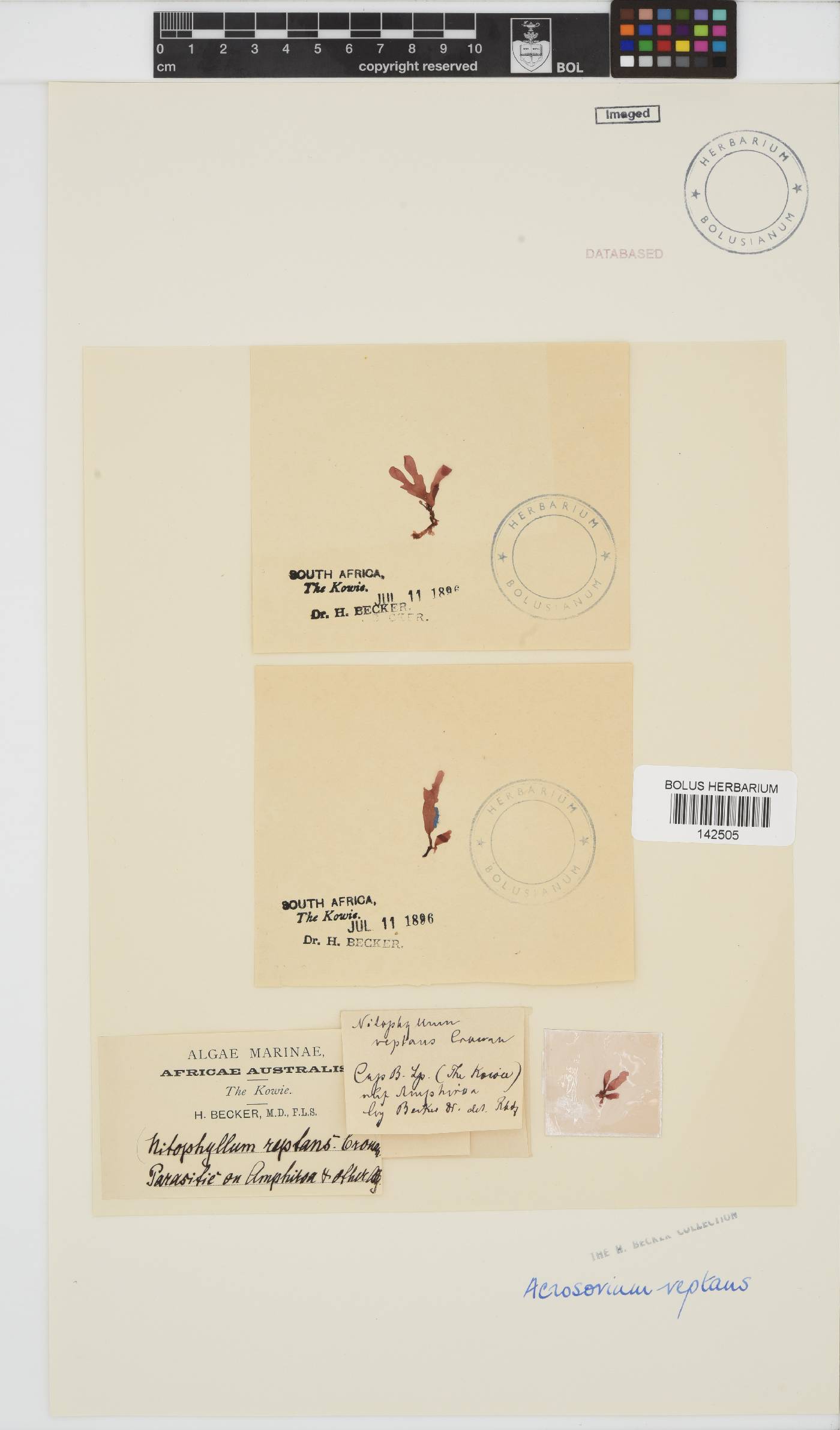 Cryptopleura ramosa image