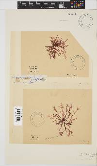 Acrosorium ciliolatum image