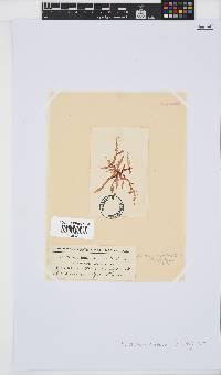 Acrosorium ciliolatum image