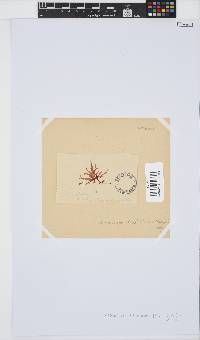 Acrosorium ciliolatum image