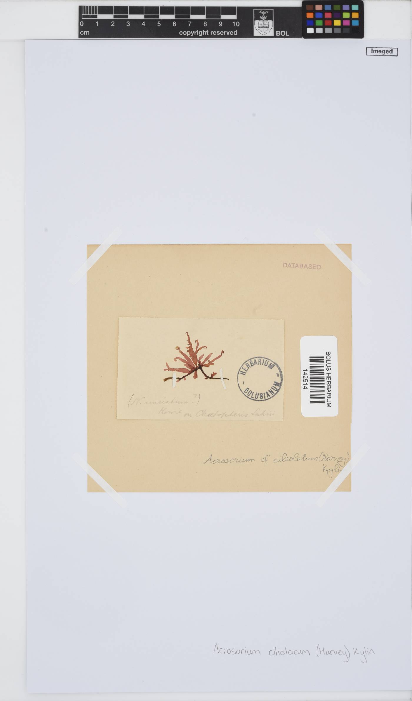 Acrosorium image