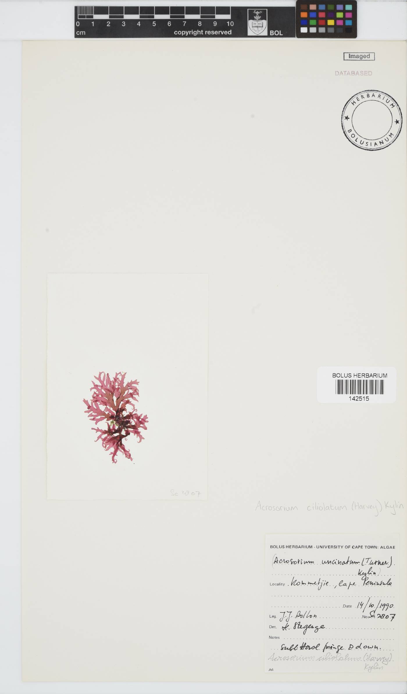 Acrosorium image
