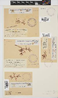 Acrosorium ciliolatum image