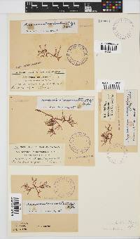 Acrosorium ciliolatum image