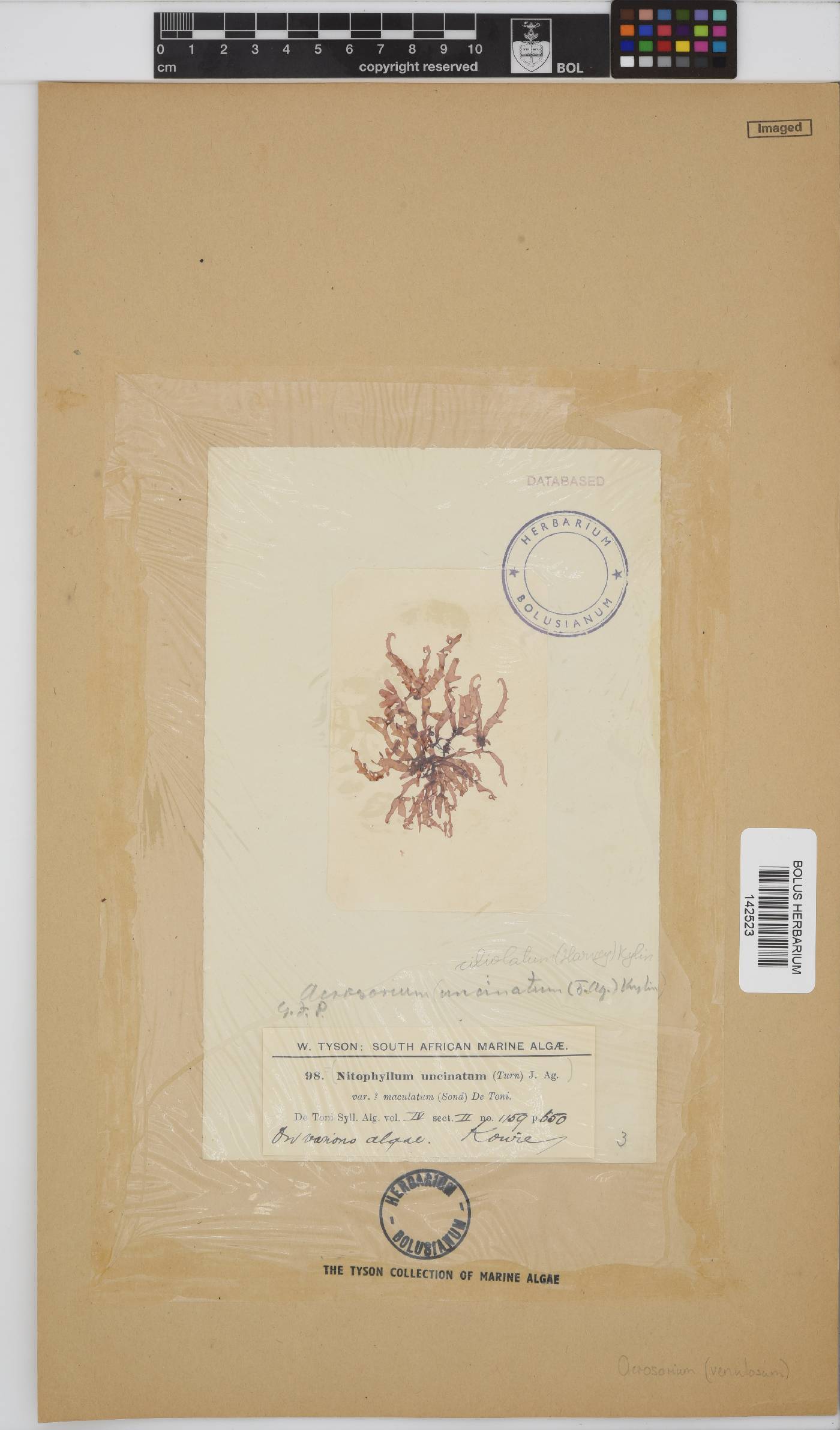 Acrosorium ciliolatum image