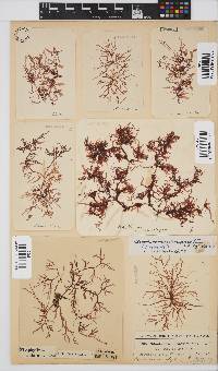 Acrosorium ciliolatum image