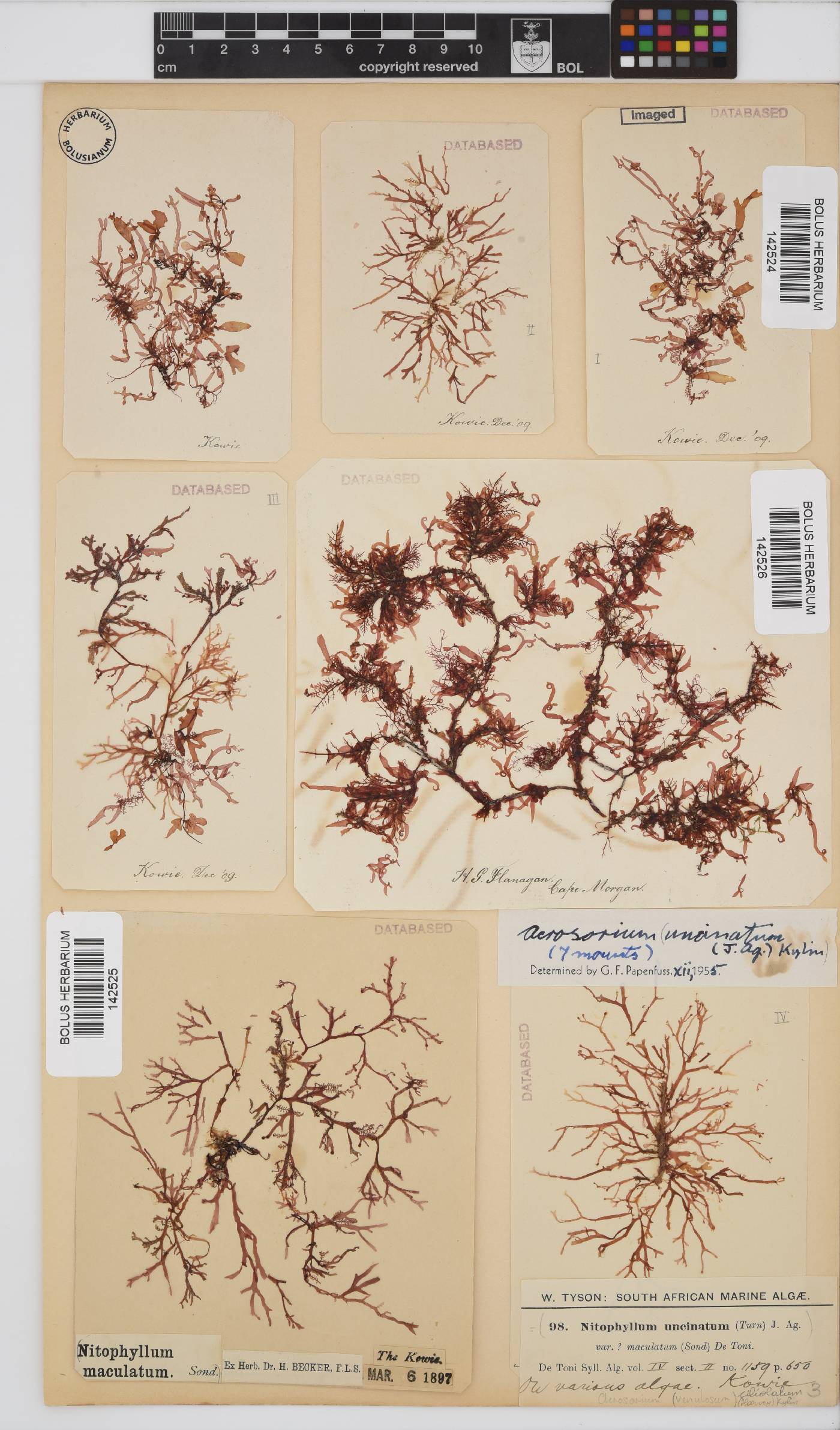 Acrosorium ciliolatum image
