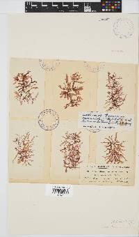 Acrosorium ciliolatum image