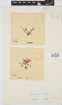 Acrosorium ciliolatum image