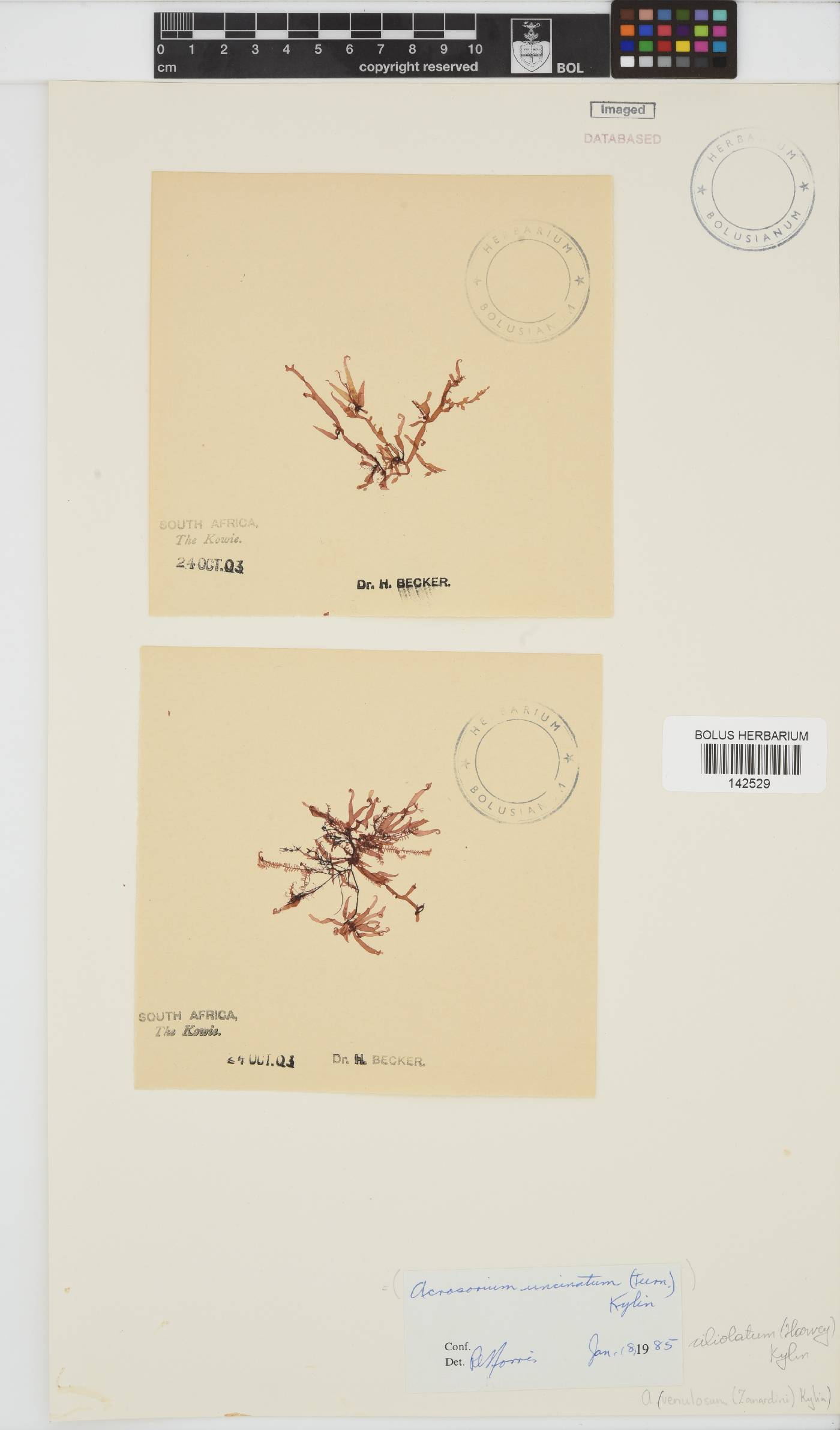 Acrosorium ciliolatum image