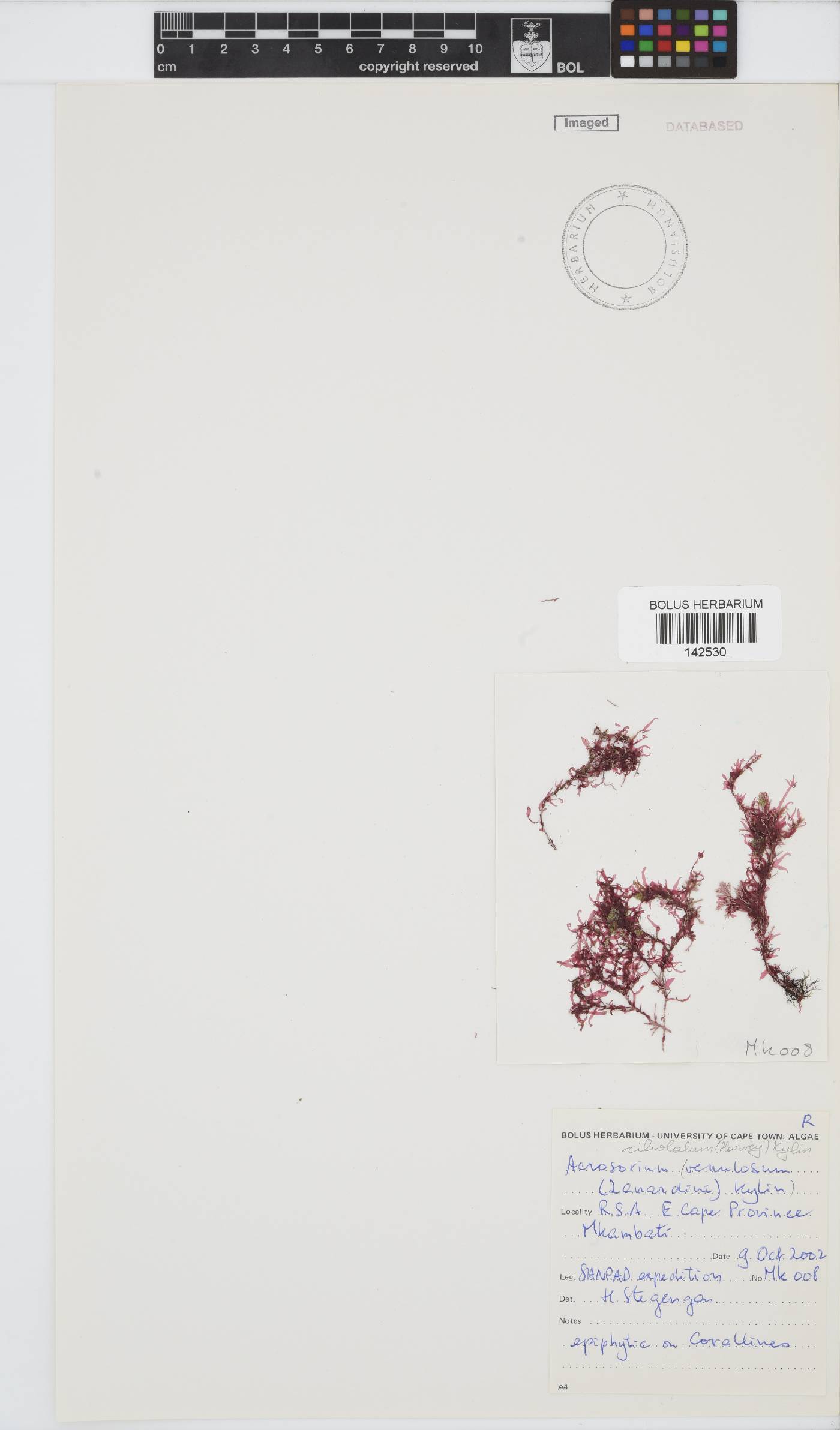 Acrosorium ciliolatum image