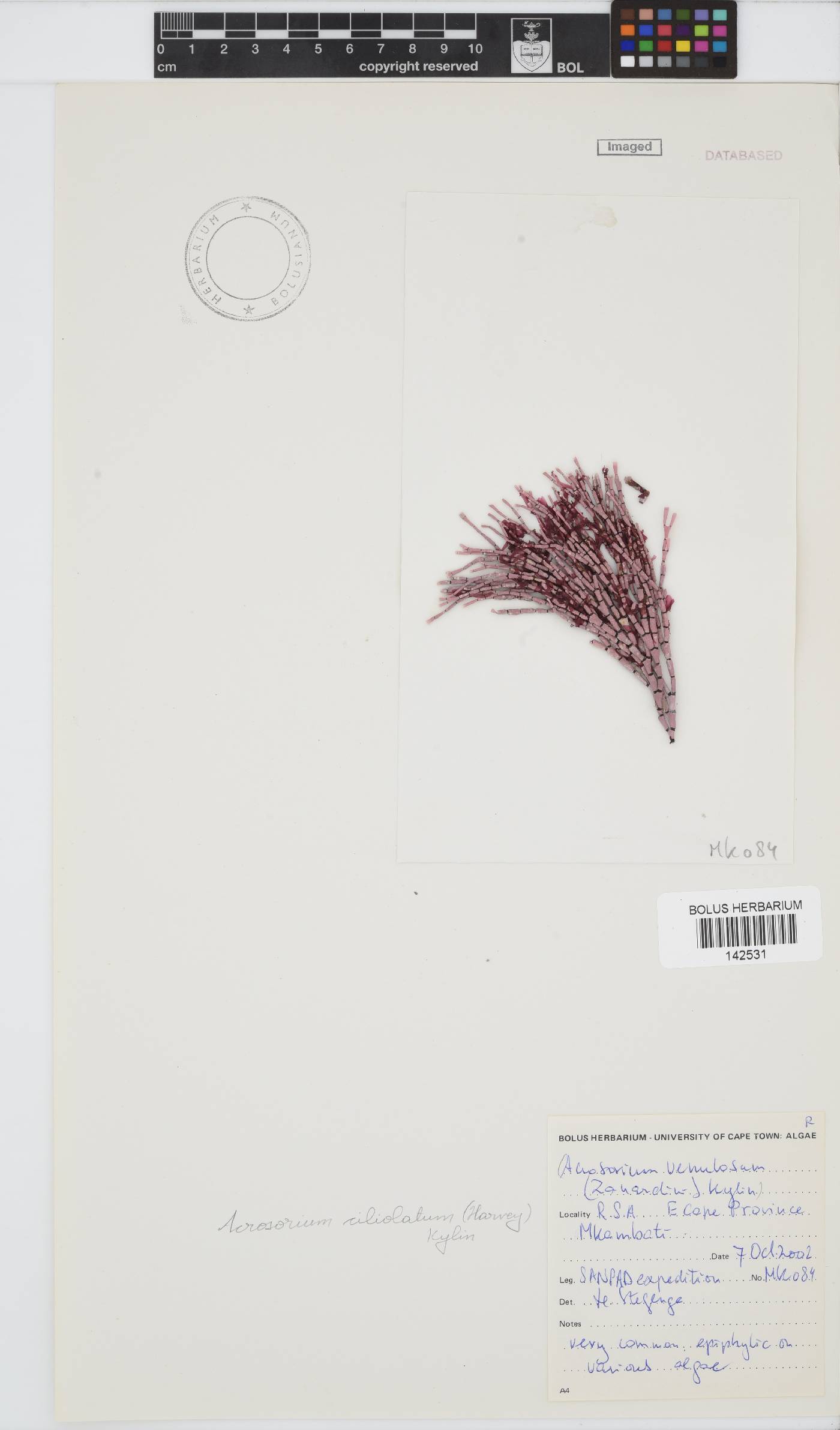 Acrosorium ciliolatum image