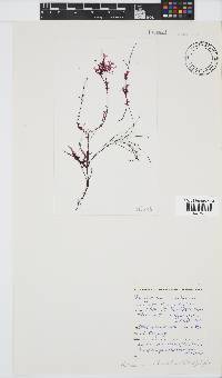 Acrosorium ciliolatum image