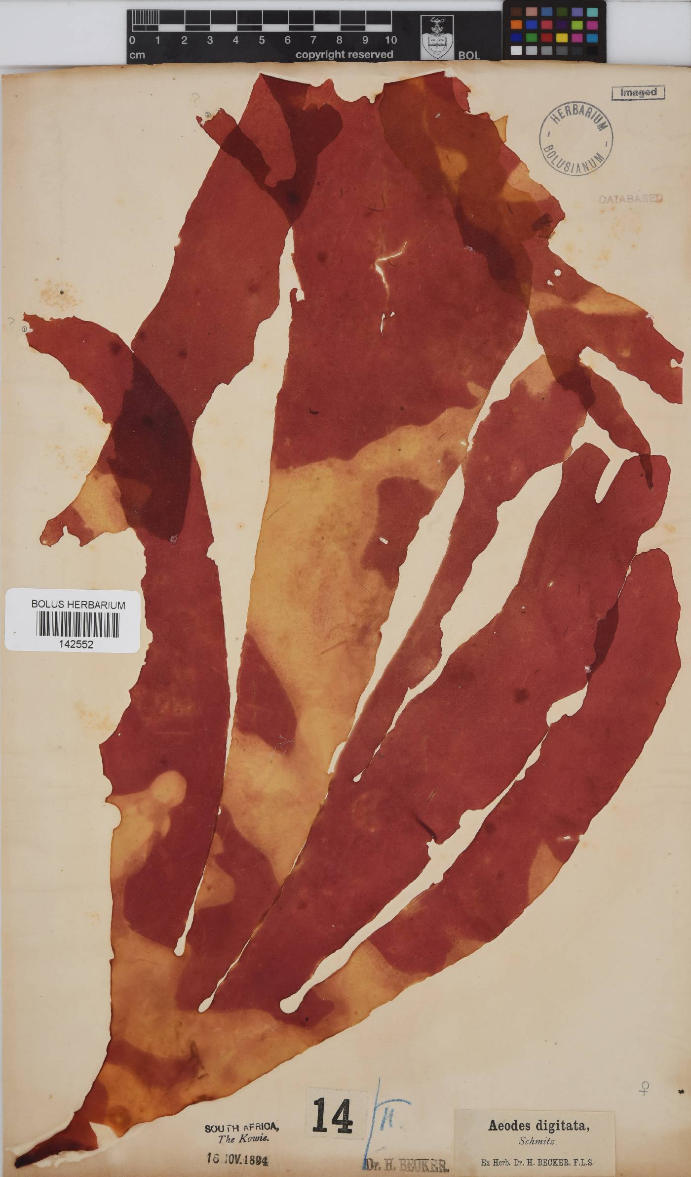 Aeodes digitata image