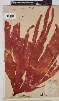 Aeodes digitata image