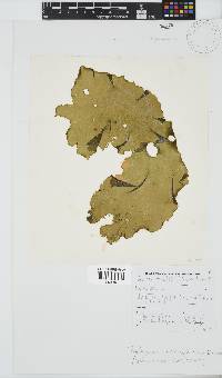Pachymenia orbitosa image