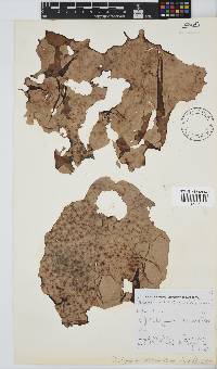 Pachymenia orbitosa image