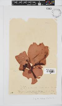 Pachymenia orbitosa image
