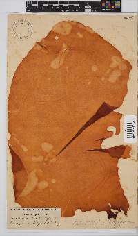Pachymenia orbitosa image
