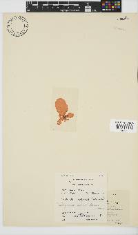 Pachymenia orbitosa image