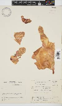 Pachymenia orbitosa image