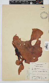 Pachymenia orbitosa image