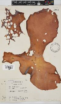 Pachymenia orbitosa image