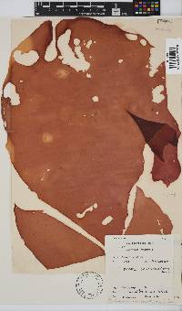 Pachymenia orbitosa image