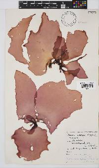 Pachymenia orbitosa image