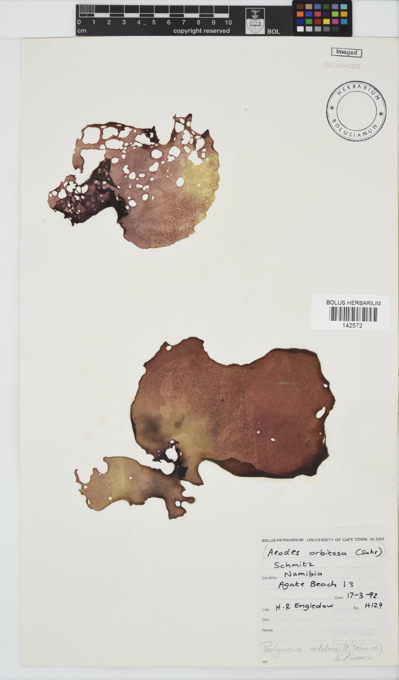 Pachymenia orbitosa image