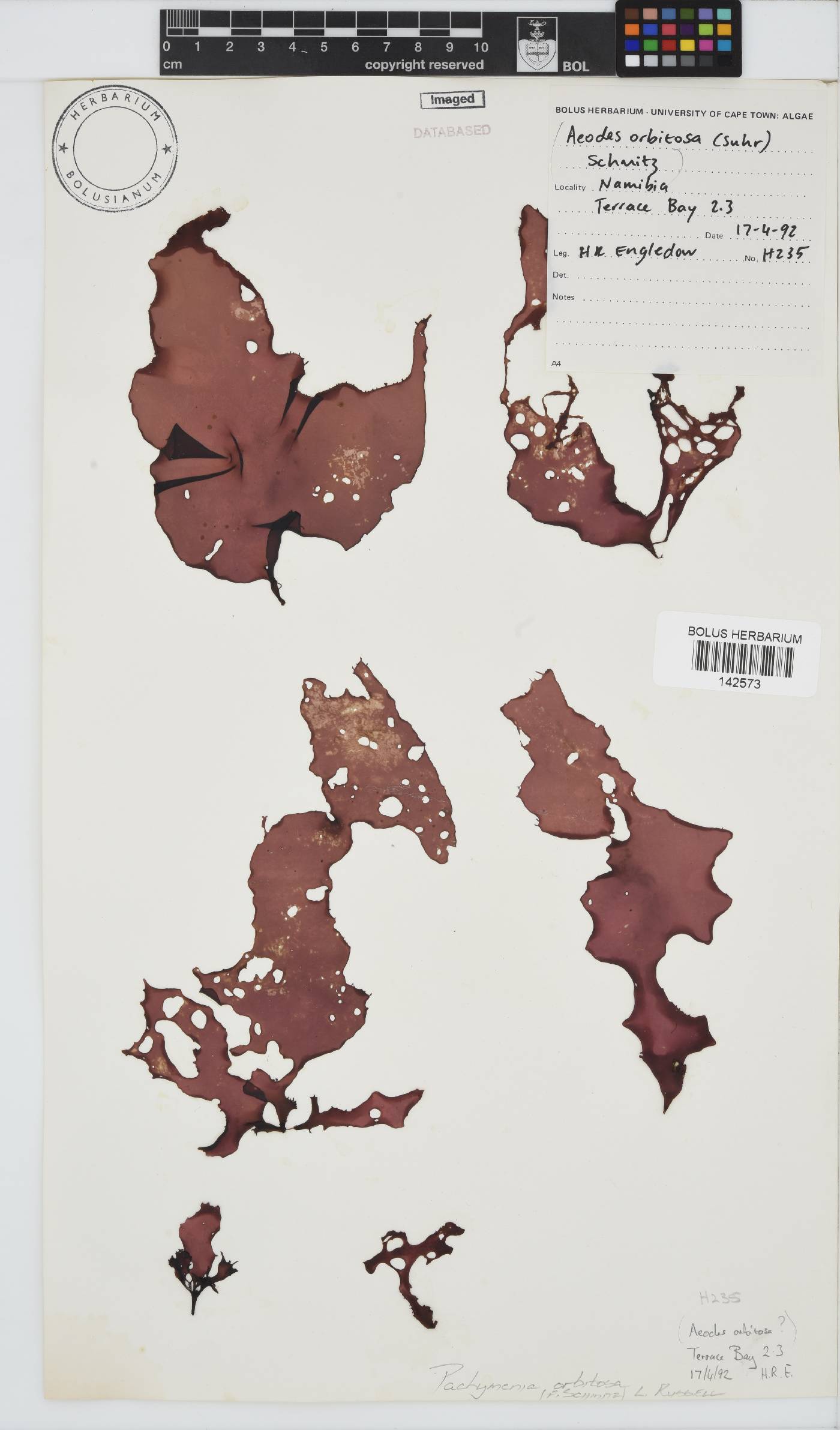 Pachymenia orbitosa image
