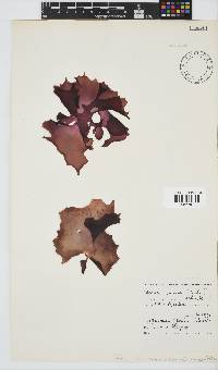 Pachymenia orbitosa image