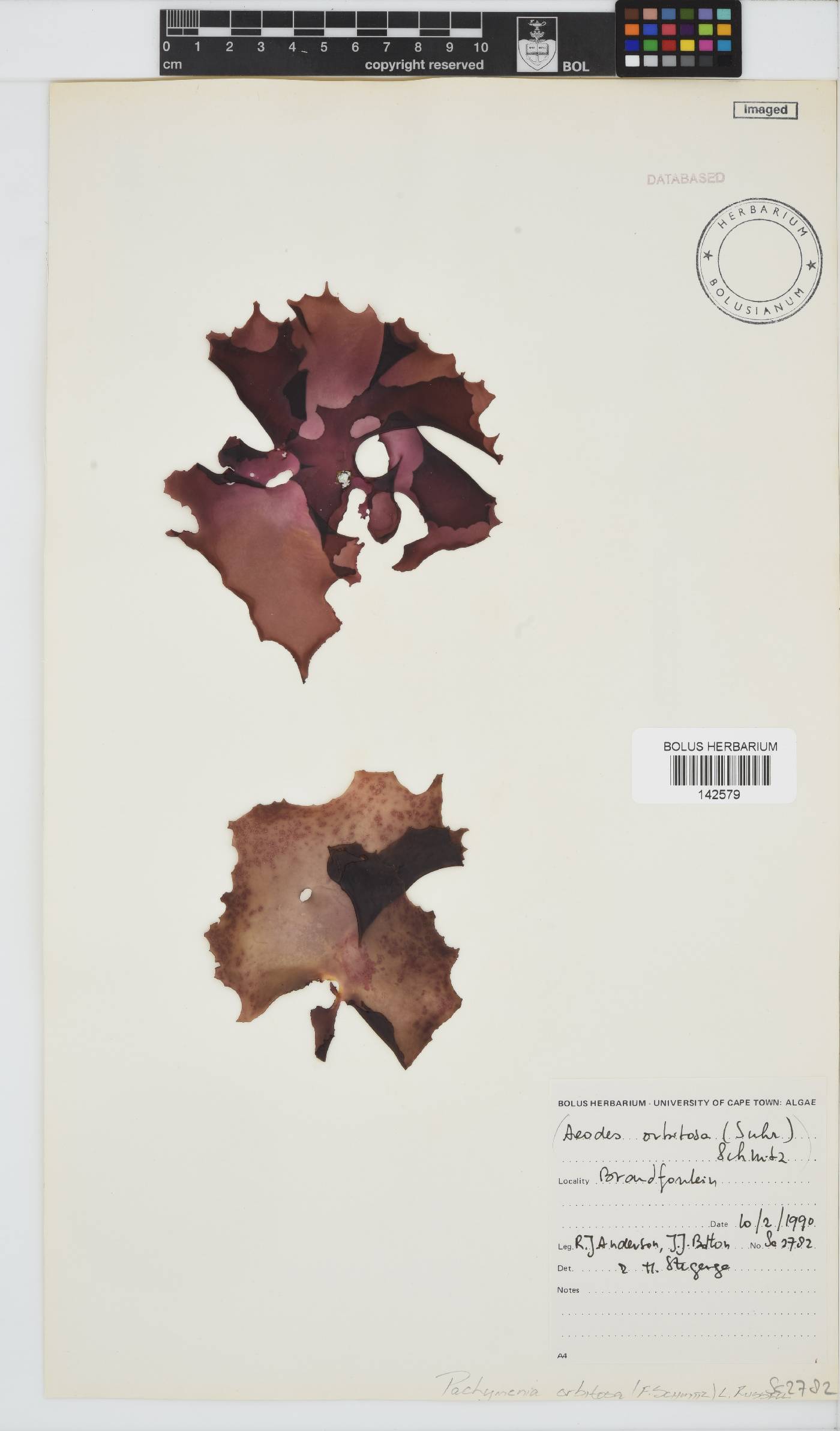 Pachymenia orbitosa image