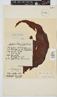 Pachymenia orbitosa image
