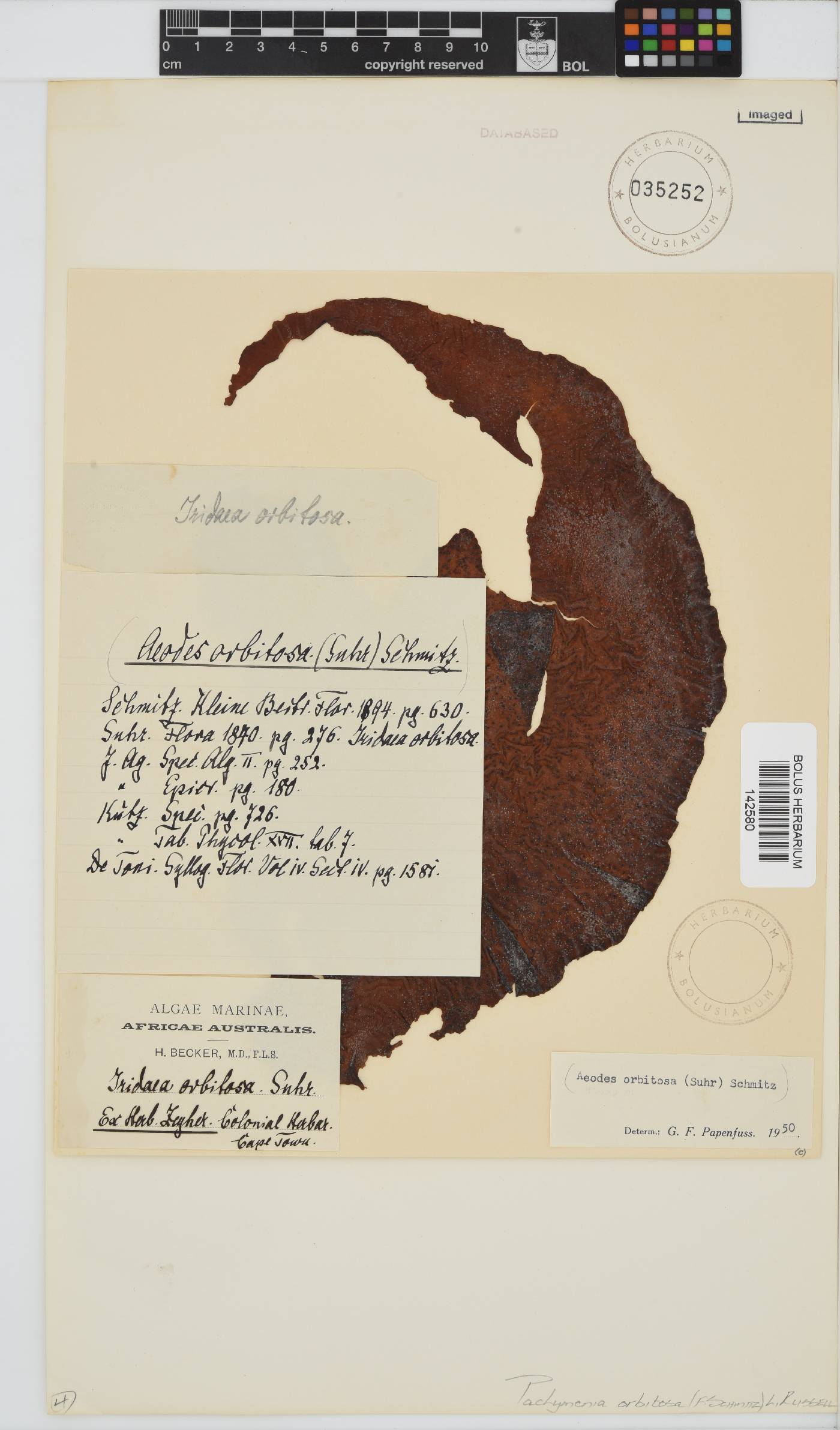 Pachymenia orbitosa image