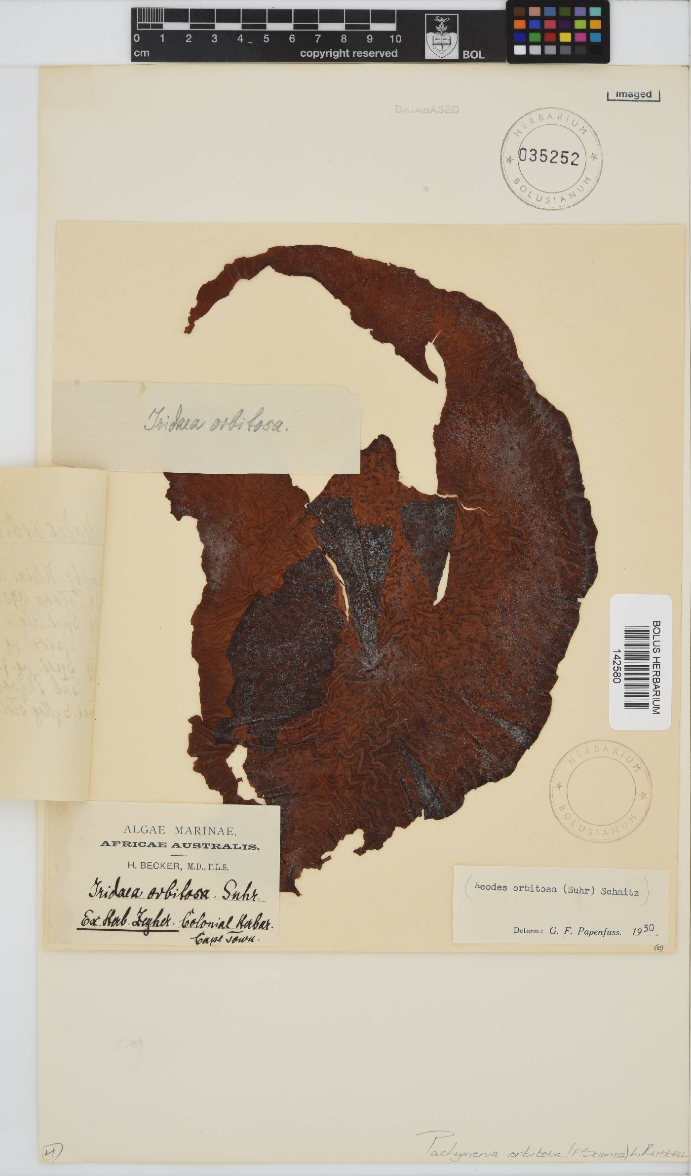 Pachymenia orbitosa image